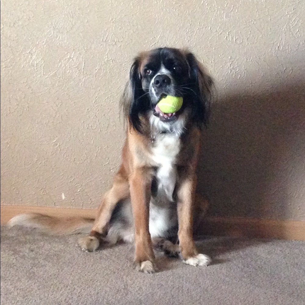 Meet your Posher, Ashton